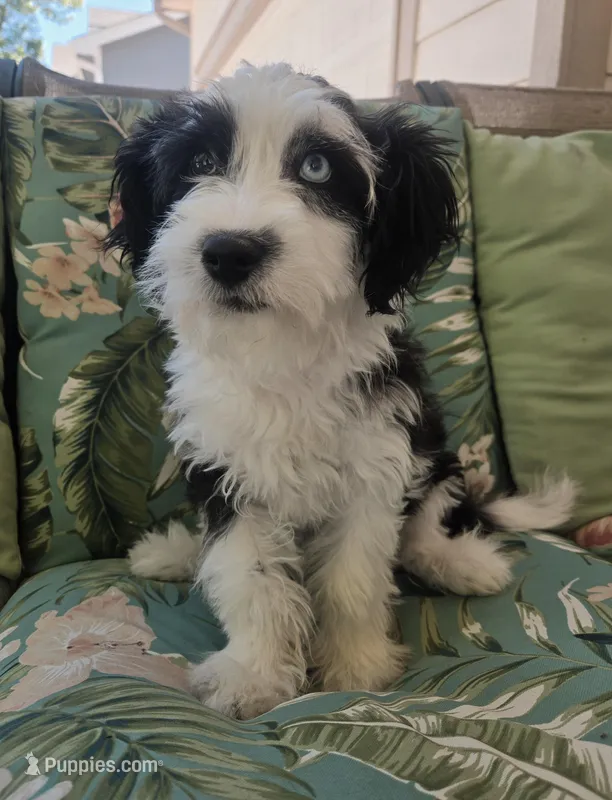 Blubell – Miniature Aussiedoodle puppy for sale in Denver, CO