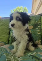 Blubell, a female Miniature Aussiedoodle for sale in Denver, CO – 2 of 9