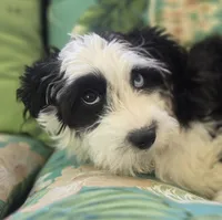 Blubell, a female Miniature Aussiedoodle for sale in Denver, CO – 9 of 9