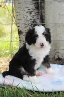 Yanto, a male Miniature Bernedoodle for sale in Stevensville, MT – 3 of 3
