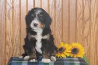 Waldo, a male Miniature Bernedoodle for sale in Stevensville, MT – 2 of 4