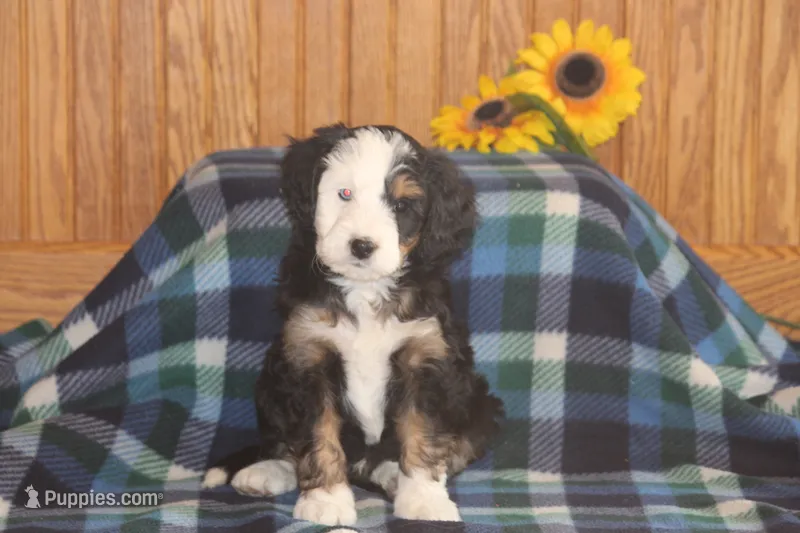 Wade – Miniature Bernedoodle puppy for sale in Stevensville, MT