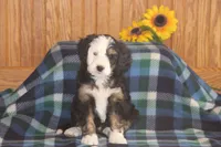 Wade, a male Miniature Bernedoodle for sale in Stevensville, MT – 1 of 6