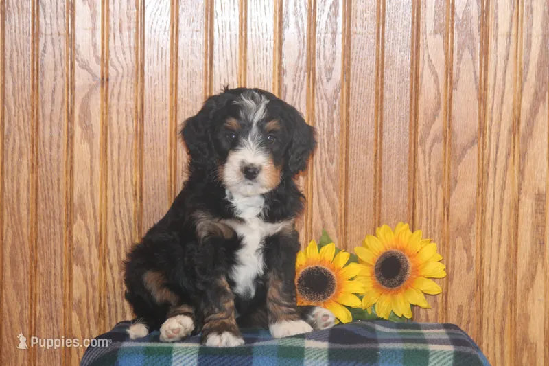Waldo – Miniature Bernedoodle puppy for sale in Stevensville, MT