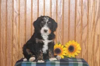 Waldo, a male Miniature Bernedoodle for sale in Stevensville, MT – 1 of 4