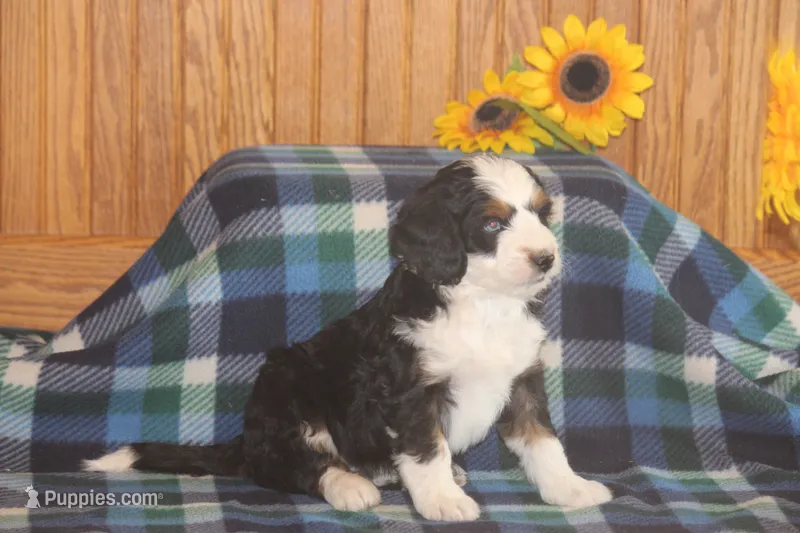 Watson – Miniature Bernedoodle puppy for sale in Stevensville, MT