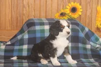 Watson, a male Miniature Bernedoodle for sale in Stevensville, MT – 1 of 4