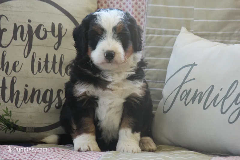 Zykie – Miniature Bernedoodle puppy for sale in Stevensville, MT