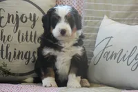 Zykie, a male Miniature Bernedoodle for sale in Stevensville, MT – 1 of 4