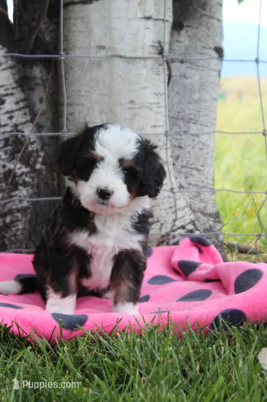 Yasemine – Miniature Bernedoodle puppy for sale in Stevensville, MT