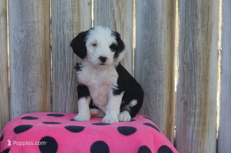 Wrenney – Miniature Bernedoodle puppy for sale in Stevensville, MT