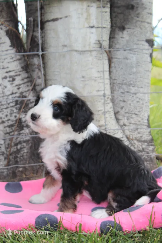 Yancy – Miniature Bernedoodle puppy for sale in Stevensville, MT