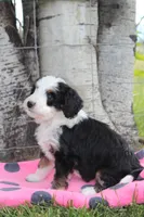 Yancy, a female Miniature Bernedoodle for sale in Stevensville, MT – 1 of 3
