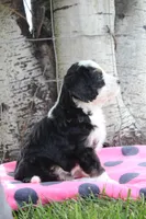 Yancy, a female Miniature Bernedoodle for sale in Stevensville, MT – 3 of 3