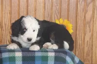 Woody, a male Miniature Bernedoodle for sale in Stevensville, MT – 3 of 3