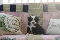 Zowey, a male Miniature Bernedoodle for sale in Stevensville, MT – 3 of 5