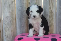 Wrenney, a female Miniature Bernedoodle for sale in Stevensville, MT – 4 of 4