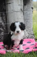 Yara, a female Miniature Bernedoodle for sale in Stevensville, MT – 1 of 4