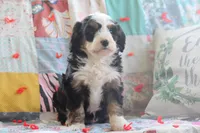 Angie, a female Miniature Bernedoodle for sale in Stevensville, MT – 1 of 3