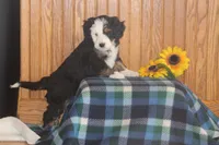 Wade, a male Miniature Bernedoodle for sale in Stevensville, MT – 3 of 6