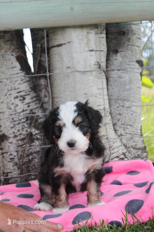 Yarita – Miniature Bernedoodle puppy for sale in Stevensville, MT