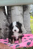 Yarita, a female Miniature Bernedoodle for sale in Stevensville, MT – 1 of 3
