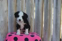 Willow, a female Miniature Bernedoodle for sale in Stevensville, MT – 3 of 3