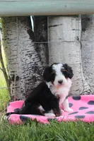Yara, a female Miniature Bernedoodle for sale in Stevensville, MT – 3 of 4