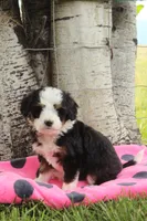 Yasemine, a female Miniature Bernedoodle for sale in Stevensville, MT – 2 of 3