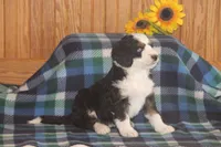 Watson, a male Miniature Bernedoodle for sale in Stevensville, MT – 2 of 4