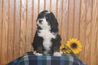 Wrangler, a male Miniature Bernedoodle for sale in Stevensville, MT – 3 of 4