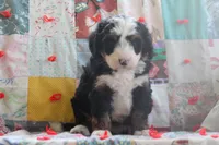 Asher, a male Miniature Bernedoodle for sale in Stevensville, MT – 4 of 4