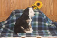 Wade, a male Miniature Bernedoodle for sale in Stevensville, MT – 5 of 6