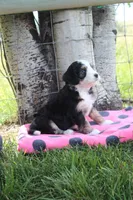 Yarita, a female Miniature Bernedoodle for sale in Stevensville, MT – 2 of 3