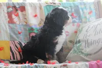 Asher, a male Miniature Bernedoodle for sale in Stevensville, MT – 2 of 4