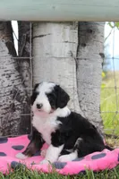 Yona, a female Miniature Bernedoodle for sale in Stevensville, MT – 3 of 3