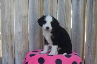 Willow, a female Miniature Bernedoodle for sale in Stevensville, MT – 2 of 3