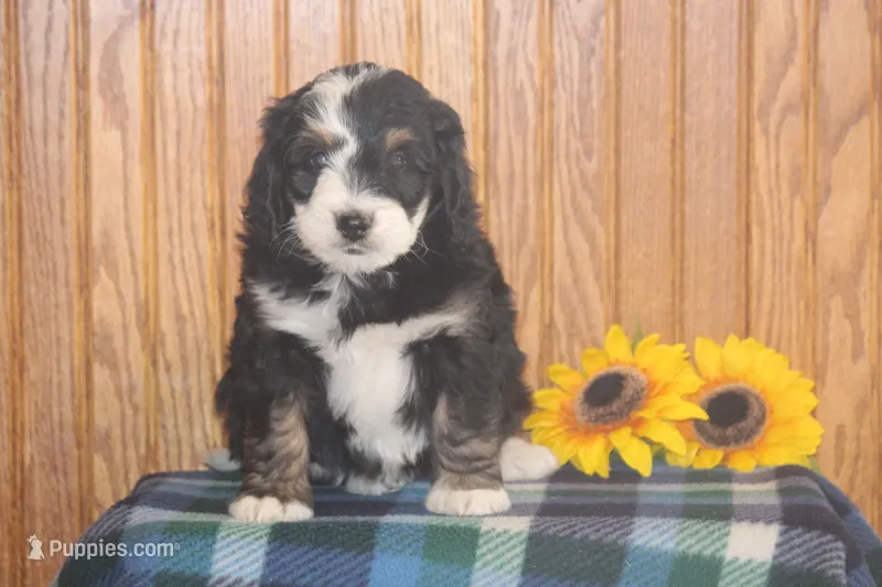 Wally – Miniature Bernedoodle puppy for sale in Stevensville, MT