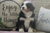 Zykie, a male Miniature Bernedoodle for sale in Stevensville, MT – 4 of 4