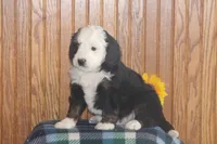 Woody, a male Miniature Bernedoodle for sale in Stevensville, MT – 2 of 3