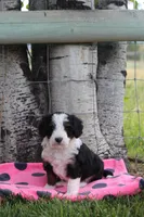 Yara, a female Miniature Bernedoodle for sale in Stevensville, MT – 4 of 4