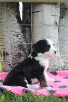 Yona, a female Miniature Bernedoodle for sale in Stevensville, MT – 2 of 3