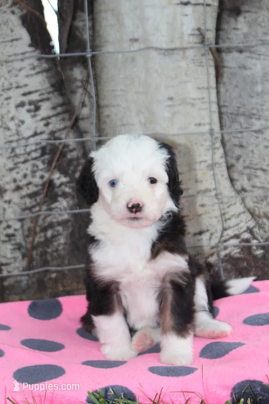 Yenny – Miniature Bernedoodle puppy for sale in Stevensville, MT