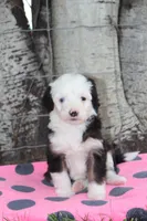 Yenny, a female Miniature Bernedoodle for sale in Stevensville, MT – 1 of 3