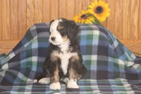 Wade, a male Miniature Bernedoodle for sale in Stevensville, MT – 6 of 6