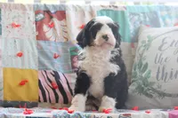 Alec, a male Miniature Bernedoodle for sale in Stevensville, MT – 3 of 4