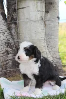 Yanto, a male Miniature Bernedoodle for sale in Stevensville, MT – 2 of 3