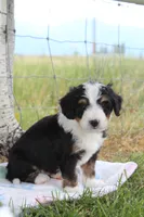 Yale, a male Miniature Bernedoodle for sale in Stevensville, MT – 2 of 3