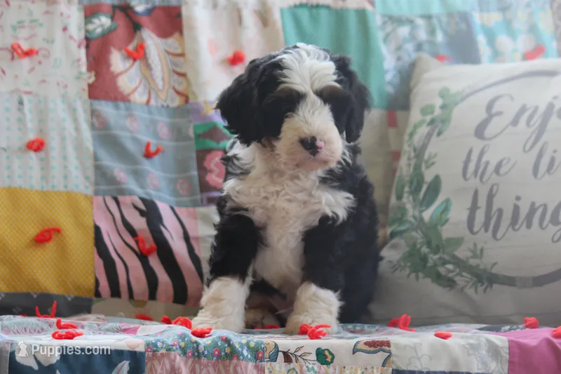 Alec – Miniature Bernedoodle puppy for sale in Stevensville, MT