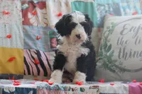 Alec, a male Miniature Bernedoodle for sale in Stevensville, MT – 1 of 4